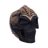 Spine head skull