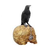 Crow box. Skull.